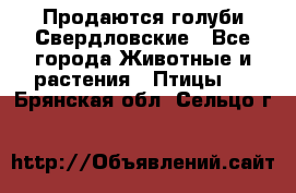 Продаются голуби Свердловские - Все города Животные и растения » Птицы   . Брянская обл.,Сельцо г.